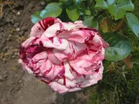 015.webp
