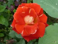 P1430080.webp