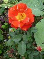 P1430081.webp