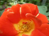 P1430083.webp