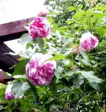 IMG_4791-003.webp