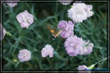 Taubenschwänzchen2.webp