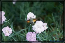 Taubenschwänzchen3.webp