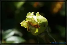 comp_DSC03730.webp