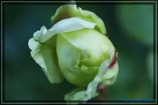 comp_DSC03743.webp