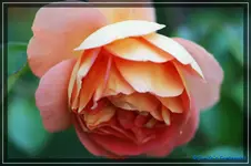 comp_DSC03740.webp