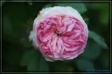 comp_DSC03744.webp