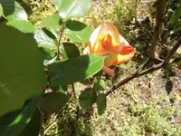 Bilda094.webp
