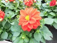 Bilda026.webp