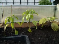 2015-06-07 HB1 Paprika und Aubergine.jpg