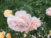 Bilda006.webp