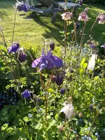 2015-05-18 Akelei.webp