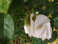 DSCF6375l.jpg
