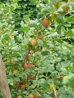 k-P1090434.webp