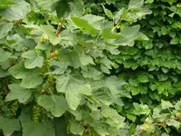 k-P1090435.webp