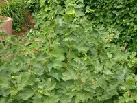 k-P1090436.webp
