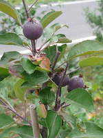 k-P1090441.webp