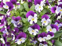 Bilda009.webp