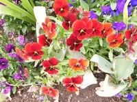 Bilda017.webp