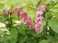 Bilda032.webp
