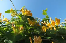 DSCF1411.webp