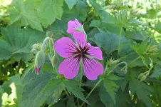 DSCF1413.webp