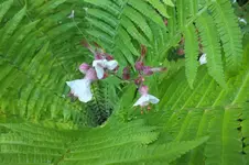 DSCF1429.webp