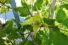 DSCF1425 (2).webp