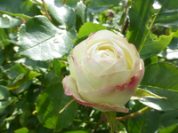P1410124.webp