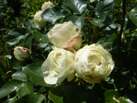 P1420355.webp