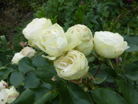 P1420820.webp
