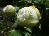 P1420358.webp