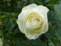 P1420821.webp