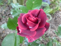 P1420538.webp