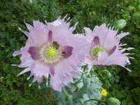 P1430126.webp