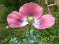 P1430153.webp