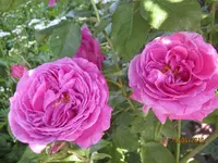IMG_5038.webp