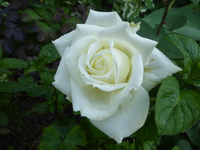 P1420483.webp