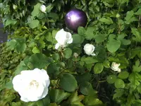BILD4061.webp