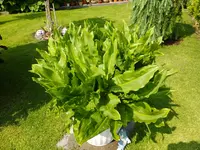 DSCF9007.webp