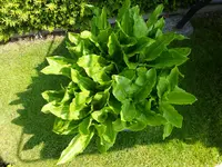 DSCF9018.webp