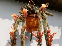 DSCF9021.webp