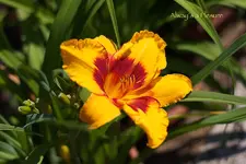 IMG_9408.jpg