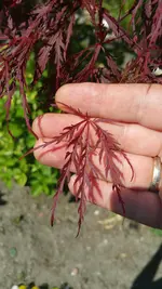 JapFaecherAhorn_4.webp