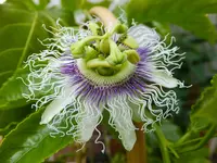 DSCF9031.webp