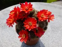 DSCF9037.webp