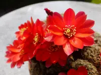 DSCF9039.webp