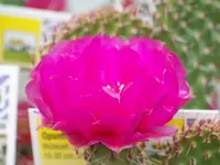 100_6202.webp