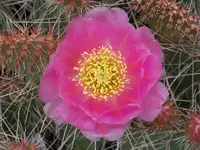 100_6203.webp