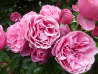 P1430123.webp